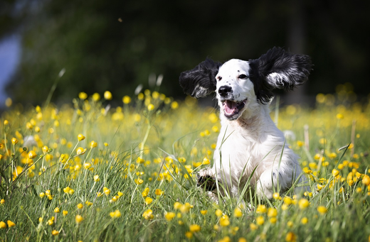 3 Ways to Increase Your Dog’s Lifespan